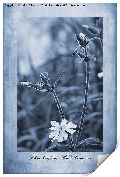 Silene latifolia Cyanotype Print by John Edwards