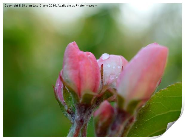 Raindrops on Blossoms Print by Sharon Lisa Clarke