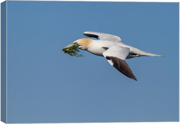 Northern Gannet Canvas Print by Val Saxby LRPS