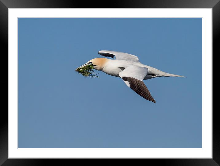 Northern Gannet Framed Mounted Print by Val Saxby LRPS