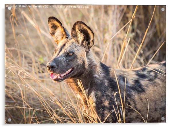 African Wild Dog Acrylic by Graham Prentice