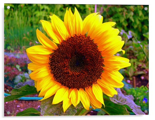 Sun Flower Acrylic by George Thurgood Howland