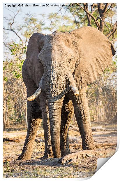 Bull African Elephant Print by Graham Prentice