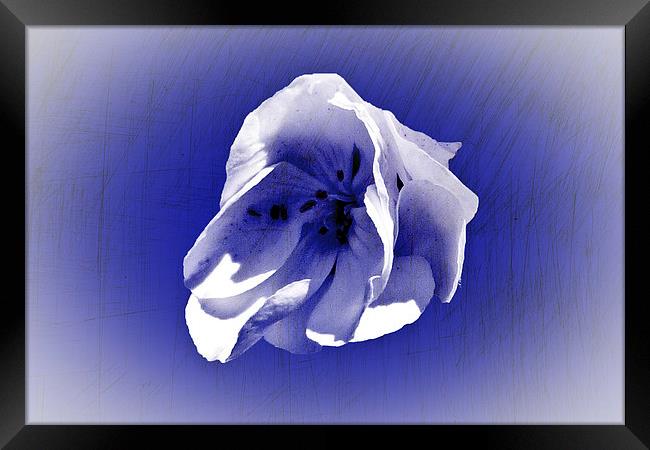 White petal on blue Framed Print by Rod Ohlsson