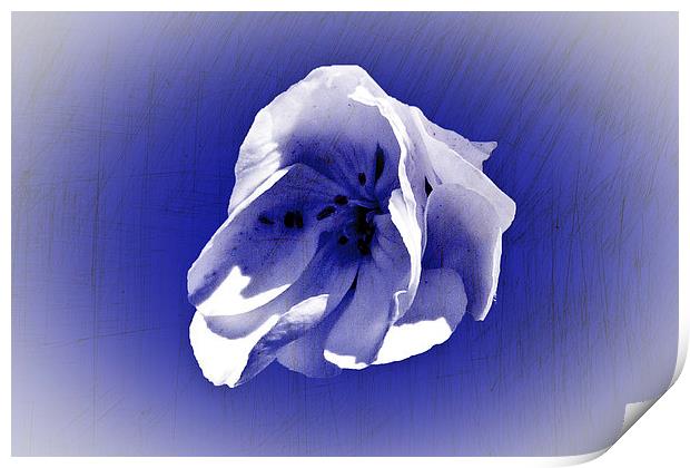 White petal on blue Print by Rod Ohlsson