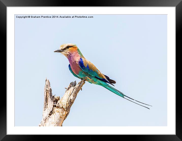 Lilac-Breasted Roller Framed Mounted Print by Graham Prentice