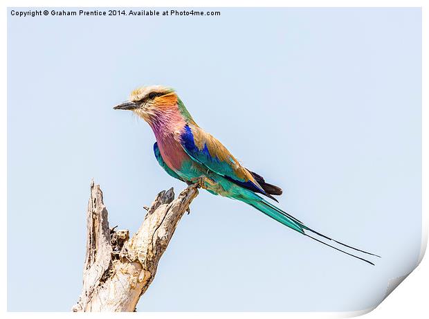 Lilac-Breasted Roller Print by Graham Prentice