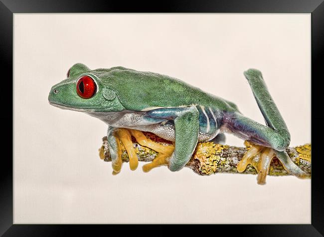 Red Eyed Tree Frog Framed Print by Val Saxby LRPS