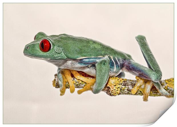Red Eyed Tree Frog Print by Val Saxby LRPS