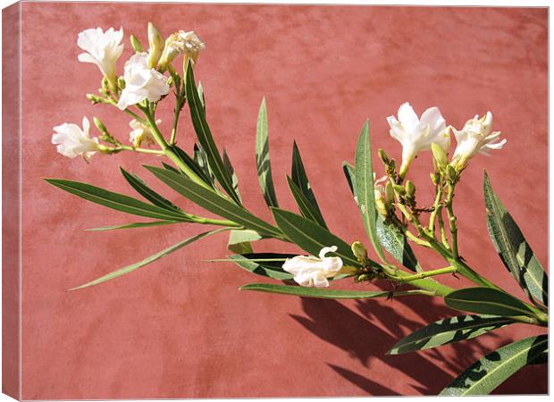 White flower Canvas Print by Ruth Hallam