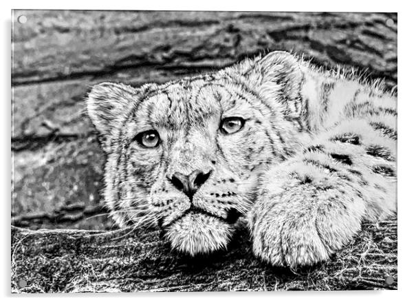 Snow leopard Acrylic by Doug McRae