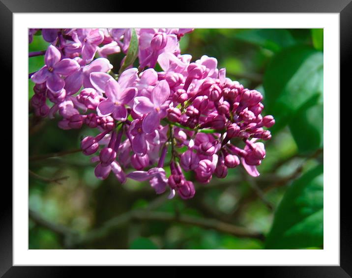 Sweet Scented Lilac! Framed Mounted Print by Eleanor McCabe