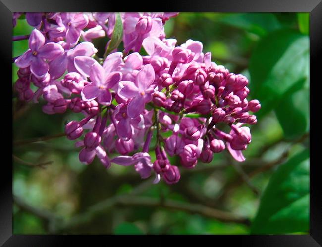 Sweet Scented Lilac! Framed Print by Eleanor McCabe