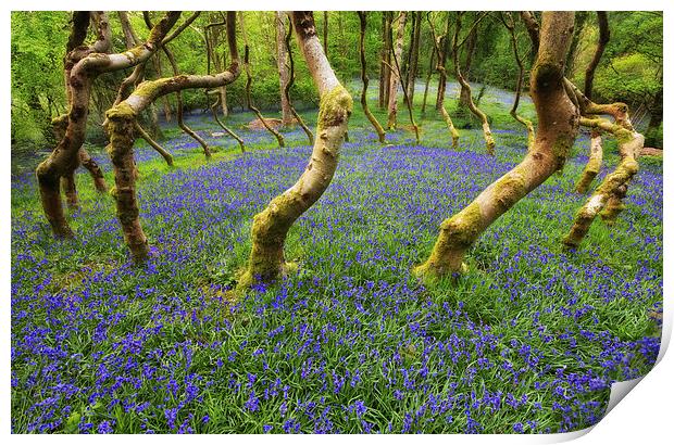 Bluebells in a wood Print by Rory Trappe