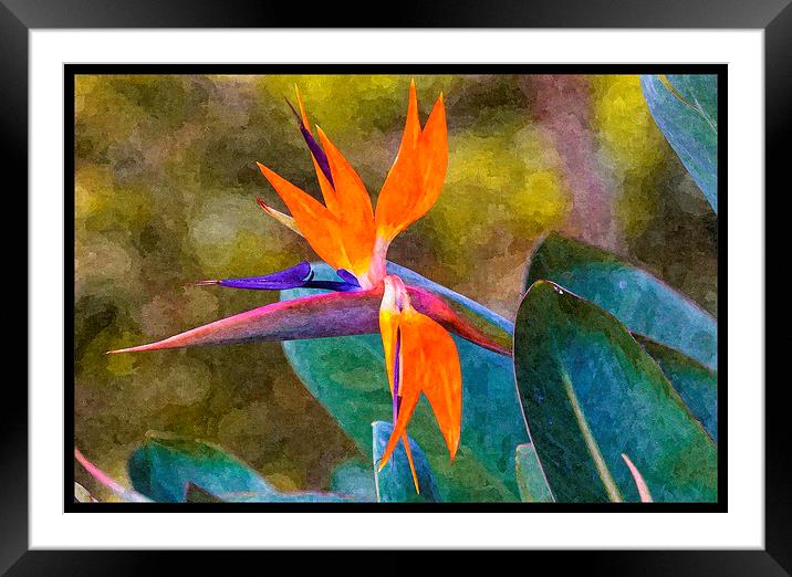 bird of paradise with paint effects Framed Mounted Print by Craig Lapsley