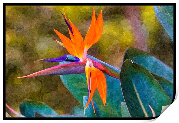 bird of paradise with paint effects Print by Craig Lapsley