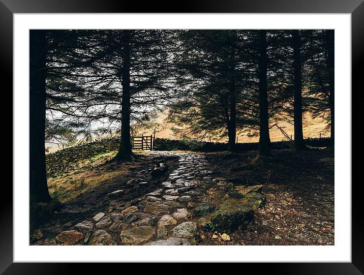 Stone path in woodland at Blea Tarn. Framed Mounted Print by Liam Grant