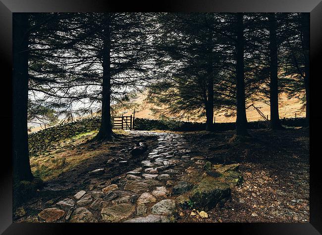 Stone path in woodland at Blea Tarn. Framed Print by Liam Grant