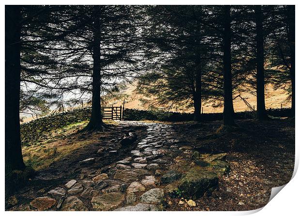 Stone path in woodland at Blea Tarn. Print by Liam Grant