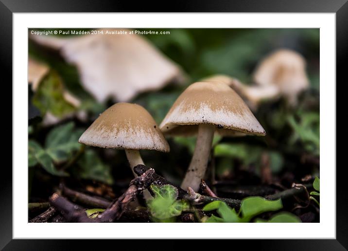 Wild mushrooms Framed Mounted Print by Paul Madden