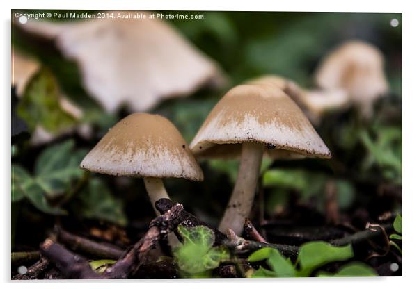 Wild mushrooms Acrylic by Paul Madden