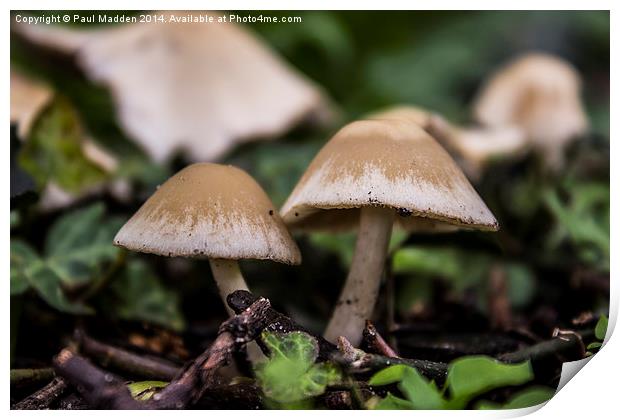 Wild mushrooms Print by Paul Madden