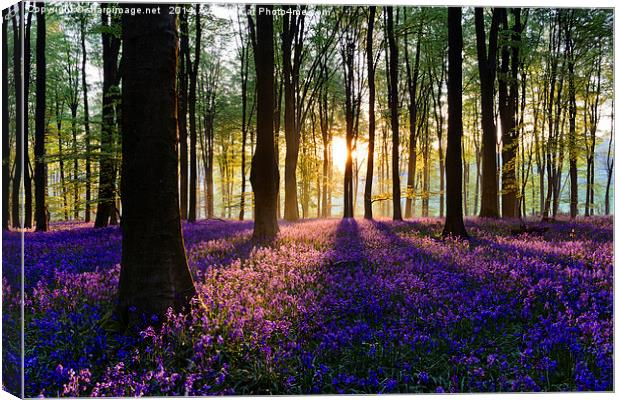 Bluebell Dawn - 6 Canvas Print by Sharpimage NET