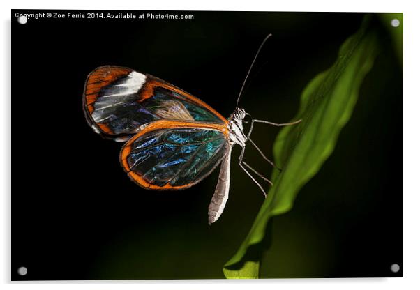 Macro photograph of a Glasswinged Butterfly Acrylic by Zoe Ferrie