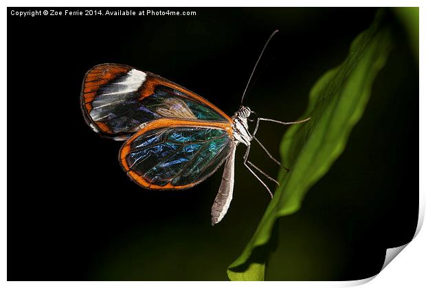 Macro photograph of a Glasswinged Butterfly Print by Zoe Ferrie