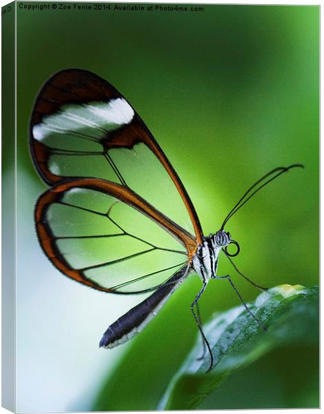Macro photograph of a Glasswinged Butterfly Canvas Print by Zoe Ferrie