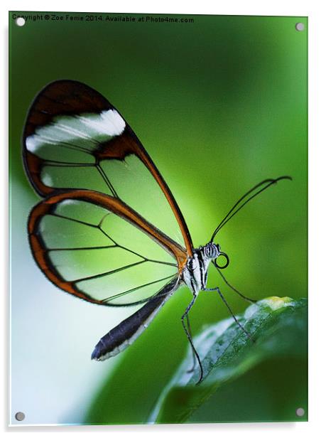 Macro photograph of a Glasswinged Butterfly Acrylic by Zoe Ferrie