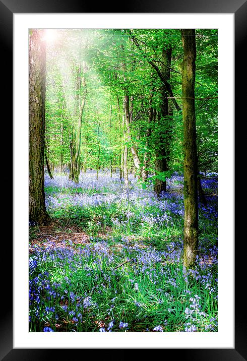 Sunlight on the Bluebells Framed Mounted Print by Laura Witherden