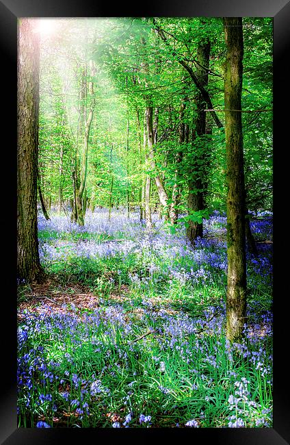 Sunlight on the Bluebells Framed Print by Laura Witherden