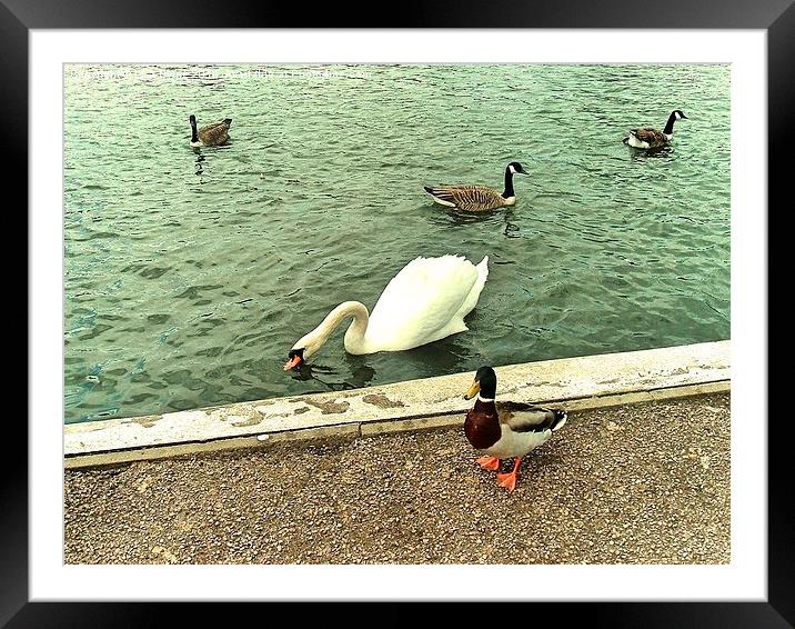 Swan and Ducks Framed Mounted Print by Lisa PB