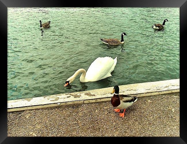 Swan and Ducks Framed Print by Lisa PB