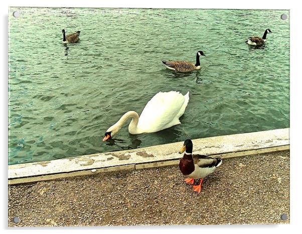 Swan and Ducks Acrylic by Lisa PB