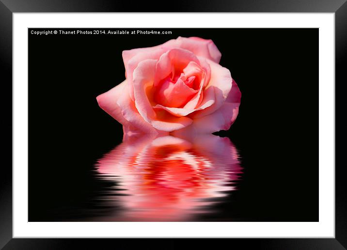 Pink rose reflections Framed Mounted Print by Thanet Photos