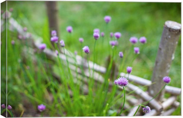Chive flowers Canvas Print by Steve Hughes