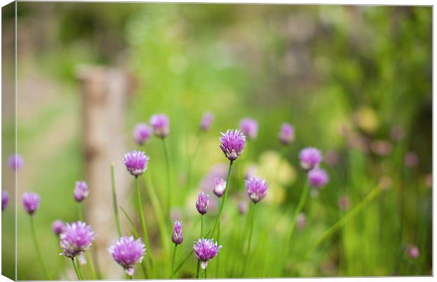 Chive flower heads Canvas Print by Steve Hughes