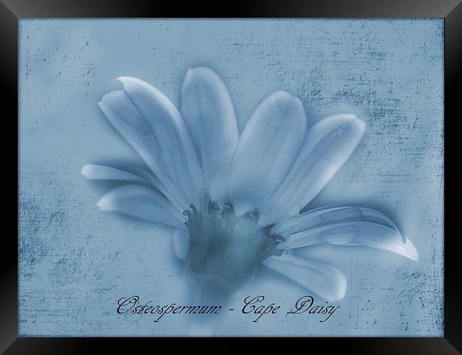Osteospermum Cape Daisy Framed Print by michelle whitebrook