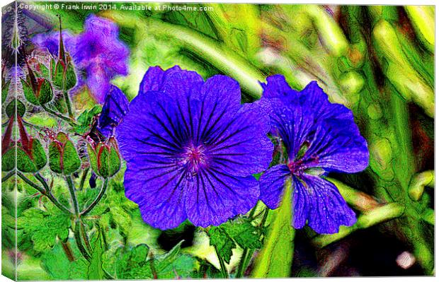 Johnson’s Blue in full bloom Canvas Print by Frank Irwin