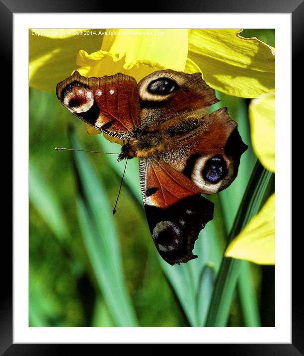 Butterfly on a Daffodil Framed Mounted Print by Lynn Bolt