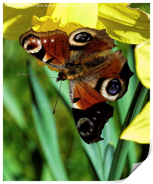 Butterfly on a Daffodil Print by Lynn Bolt