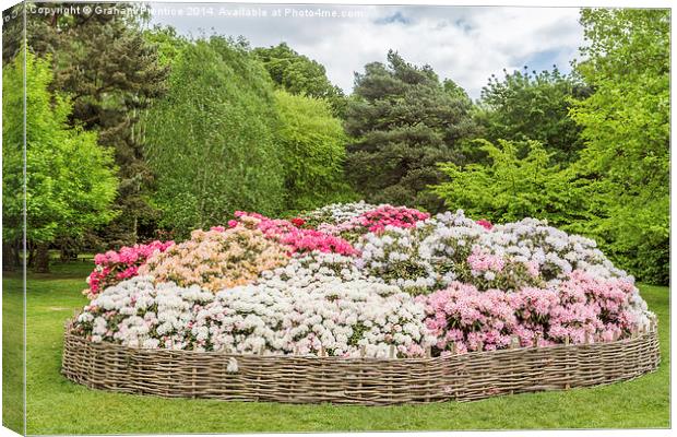 Rhododendron Flowerbed Canvas Print by Graham Prentice