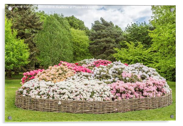 Rhododendron Flowerbed Acrylic by Graham Prentice