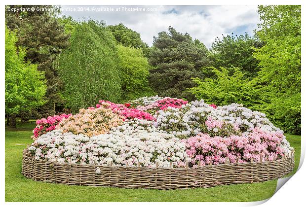 Rhododendron Flowerbed Print by Graham Prentice