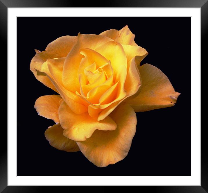 Glorious Yellow Rose Framed Mounted Print by james balzano, jr.