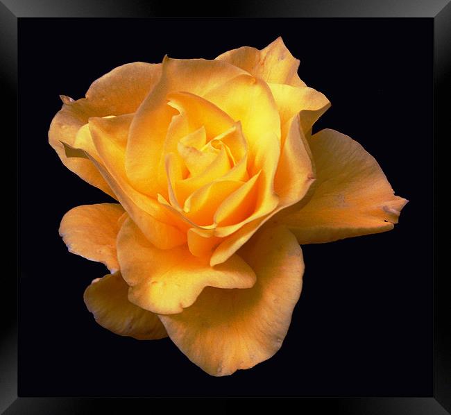 Glorious Yellow Rose Framed Print by james balzano, jr.