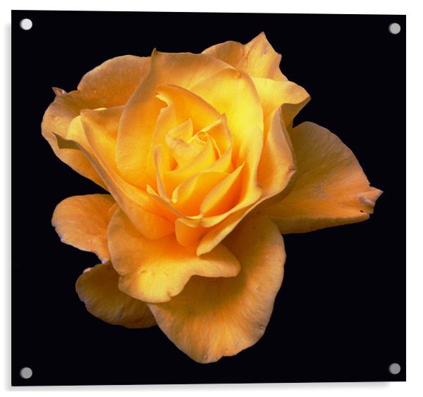 Glorious Yellow Rose Acrylic by james balzano, jr.