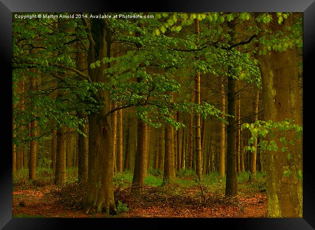 The Forest Woodland Framed Print by Martyn Arnold